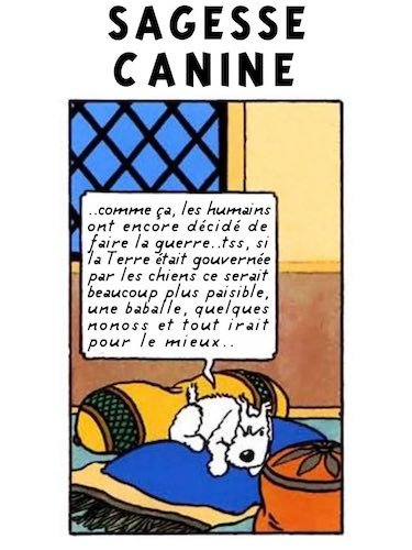 sagesse canine.jpg
