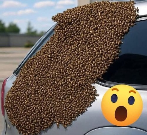 Les abeilles.jpg