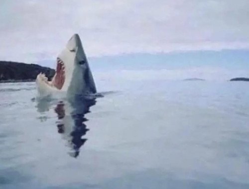 requin marchant sur un LEGO.jpg