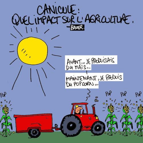 canicule.jpg