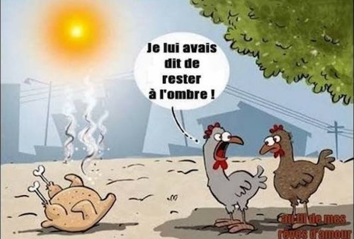 la canicule.jpg
