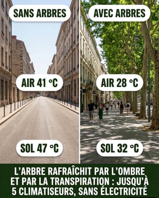 l'arbre et le climatiseur.jpg