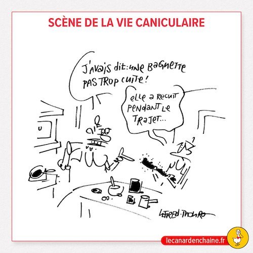 la vie caniculaire.jpg
