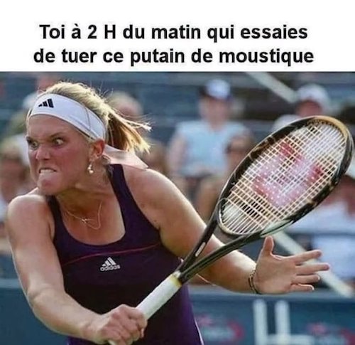 les moustiques.jpg