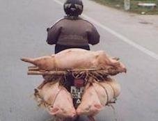 Fin de l'histoire des 3 petits cochons.jpeg