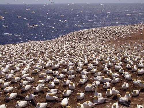 055 Fous de Bassan.jpeg