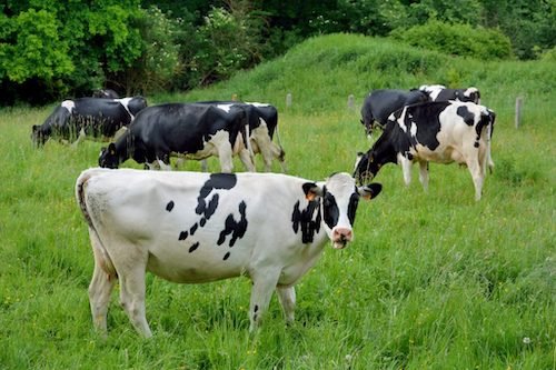 059 bis Vaches normandes.jpeg