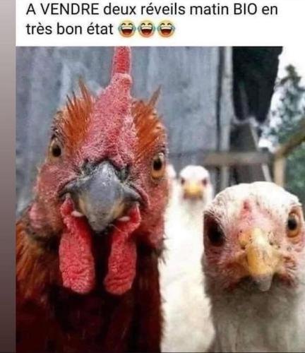 Les réveils matin de Gaby.jpg